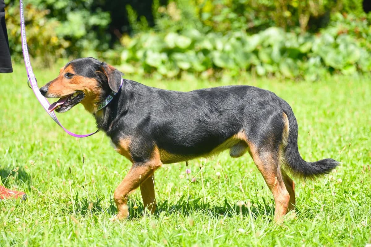 Noczes, young Mixed Breed for adoption at Przytul Psiaka