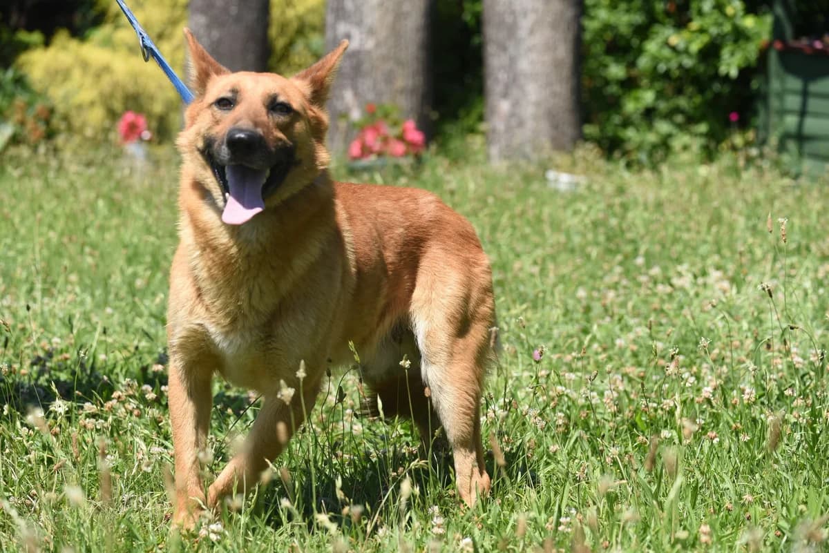 Parker, 4yo Mixed Breed for adoption at Przytul Psiaka