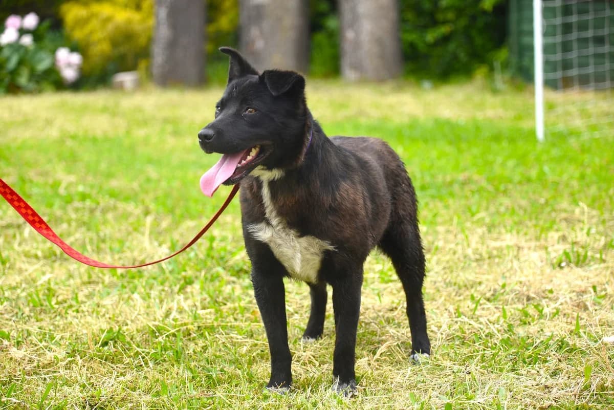 Perła, young Mixed Breed for adoption at Przytul Psiaka