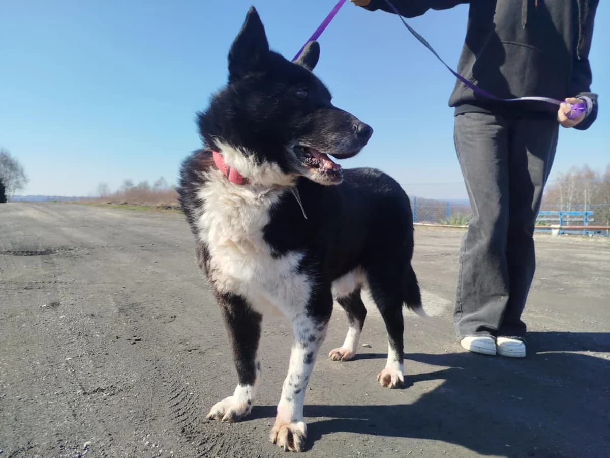 Potik, senior Mixed Breed for adoption at Przytul Psiaka