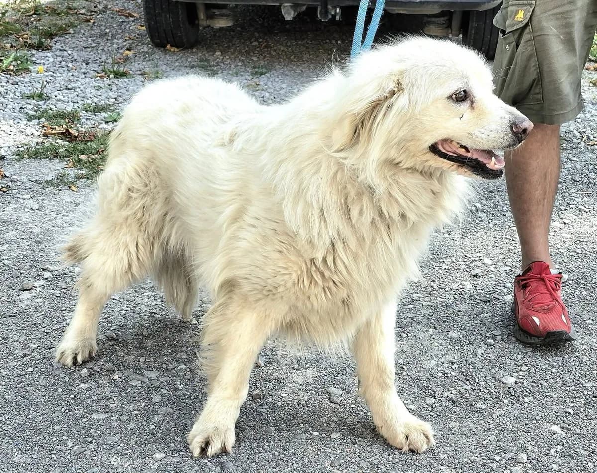 RΓ³ΕΌa, female 7yo Mixed Breed for adoption at Przytul Psiaka