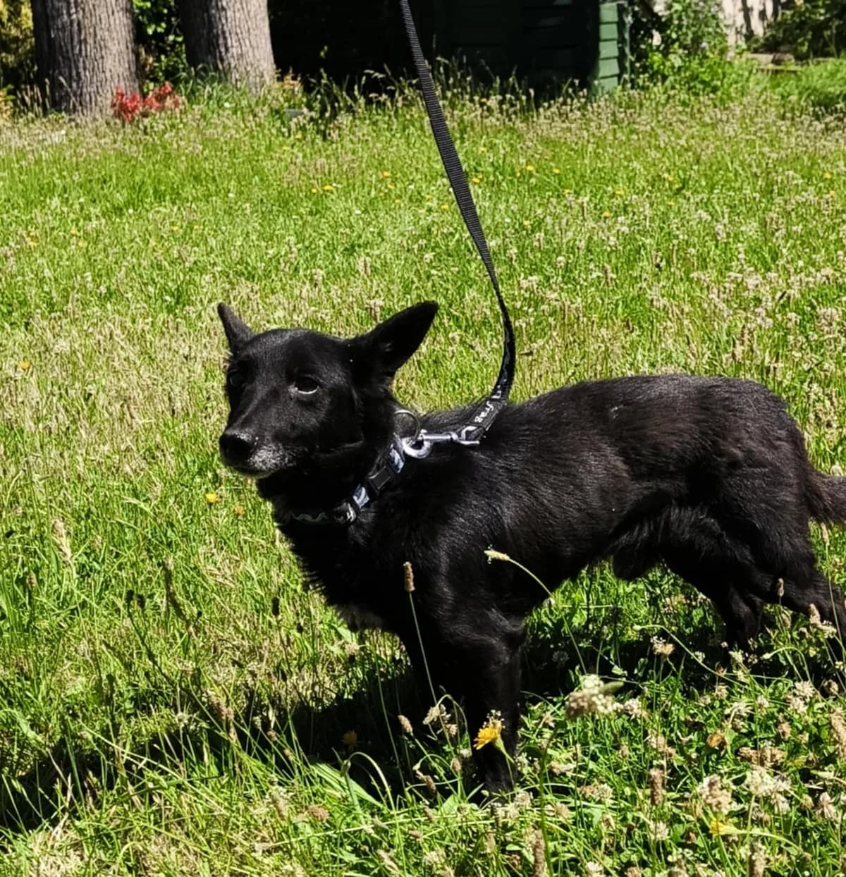 Rufi, senior Mixed Breed for adoption at Przytul Psiaka