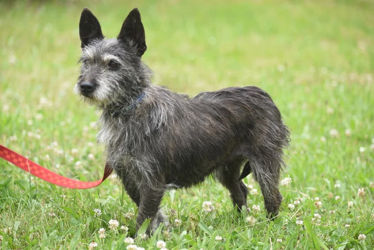 Rysia, 6yo Mixed Breed for adoption at Przytul Psiaka