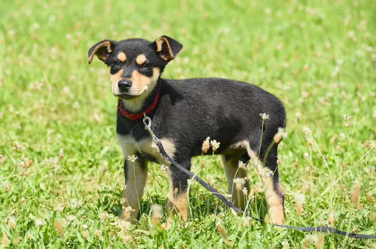 Tuptek, puppy Mixed Breed for adoption at Przytul Psiaka