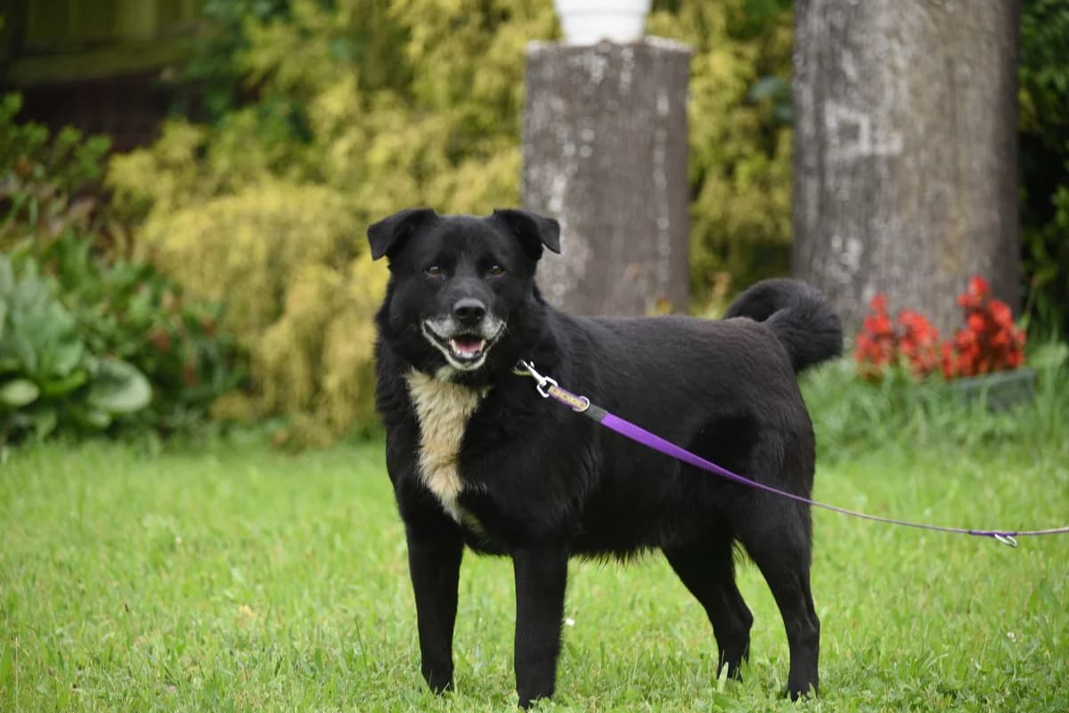 Vigo, male 7yo Mixed Breed for adoption at Przytul Psiaka