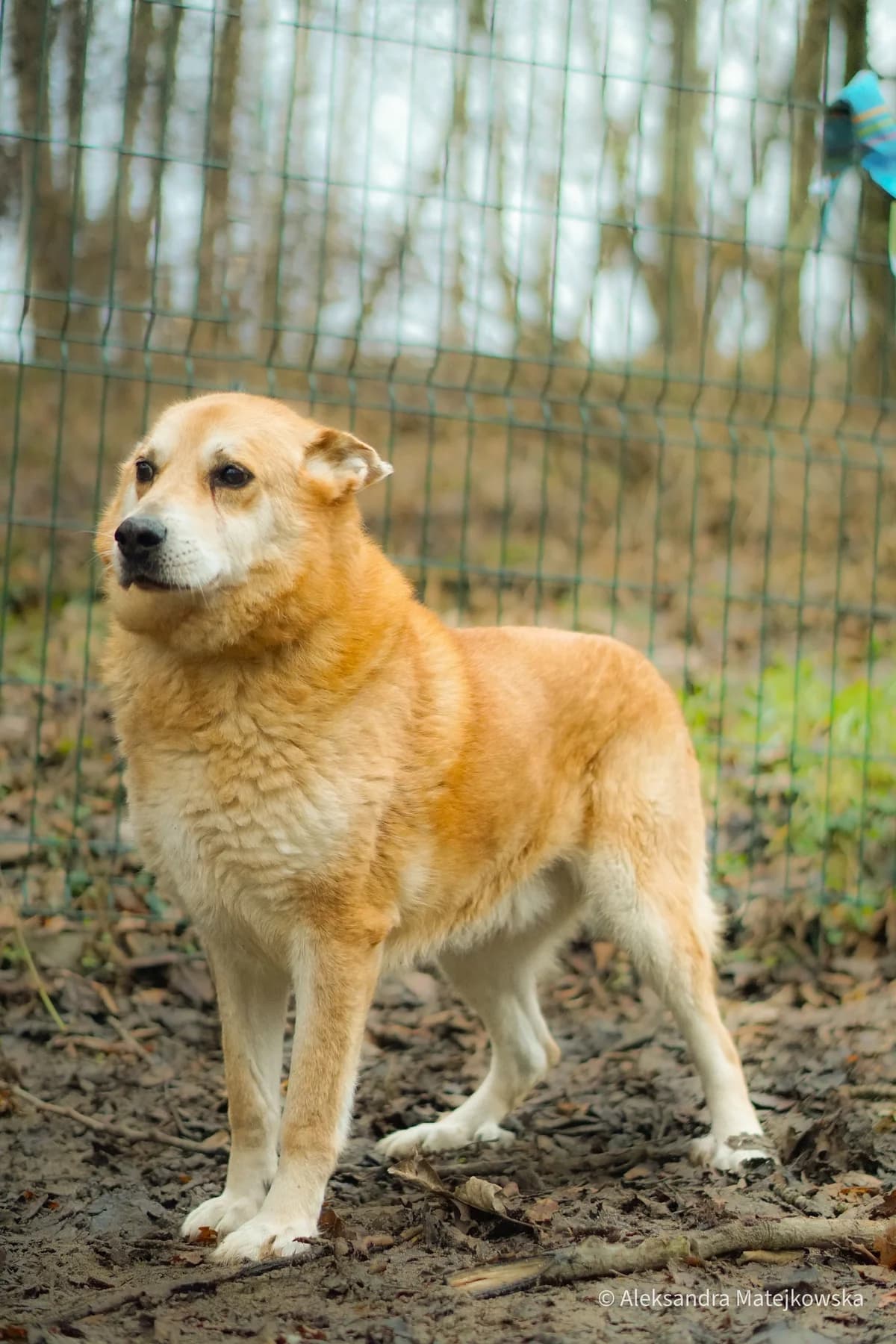 Walenty, senior Mixed Breed for adoption at Przytul Psiaka