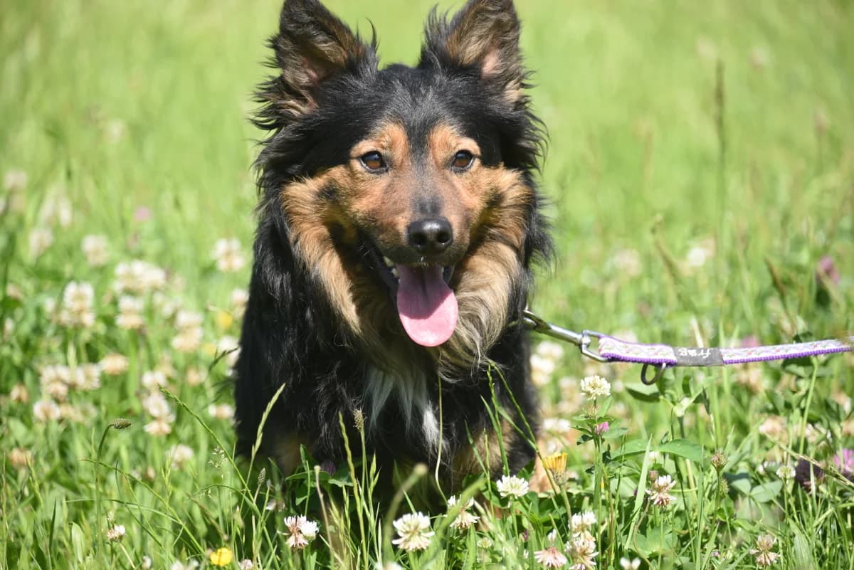 Wilczur, male Mixed Breed for adoption at Przytul Psiaka