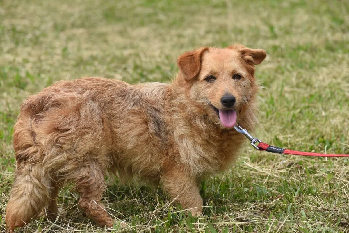 Ziutka, female Mixed Breed for adoption at Przytul Psiaka