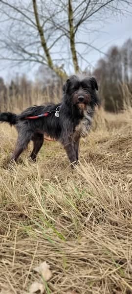 Jumper, female Mixed Breed for adoption at Przytul Pyska — Schronisko dla Bezdomnych Zwierząt