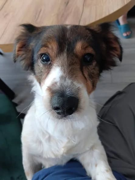 Kleks, male senior Mixed Breed for adoption at Przytul Pyska — Schronisko dla Bezdomnych Zwierząt