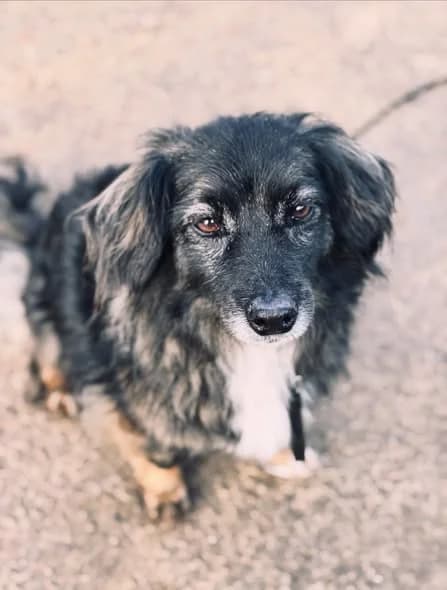 Misia, senior Mixed Breed for adoption at Przytul Pyska — Schronisko dla Bezdomnych Zwierząt