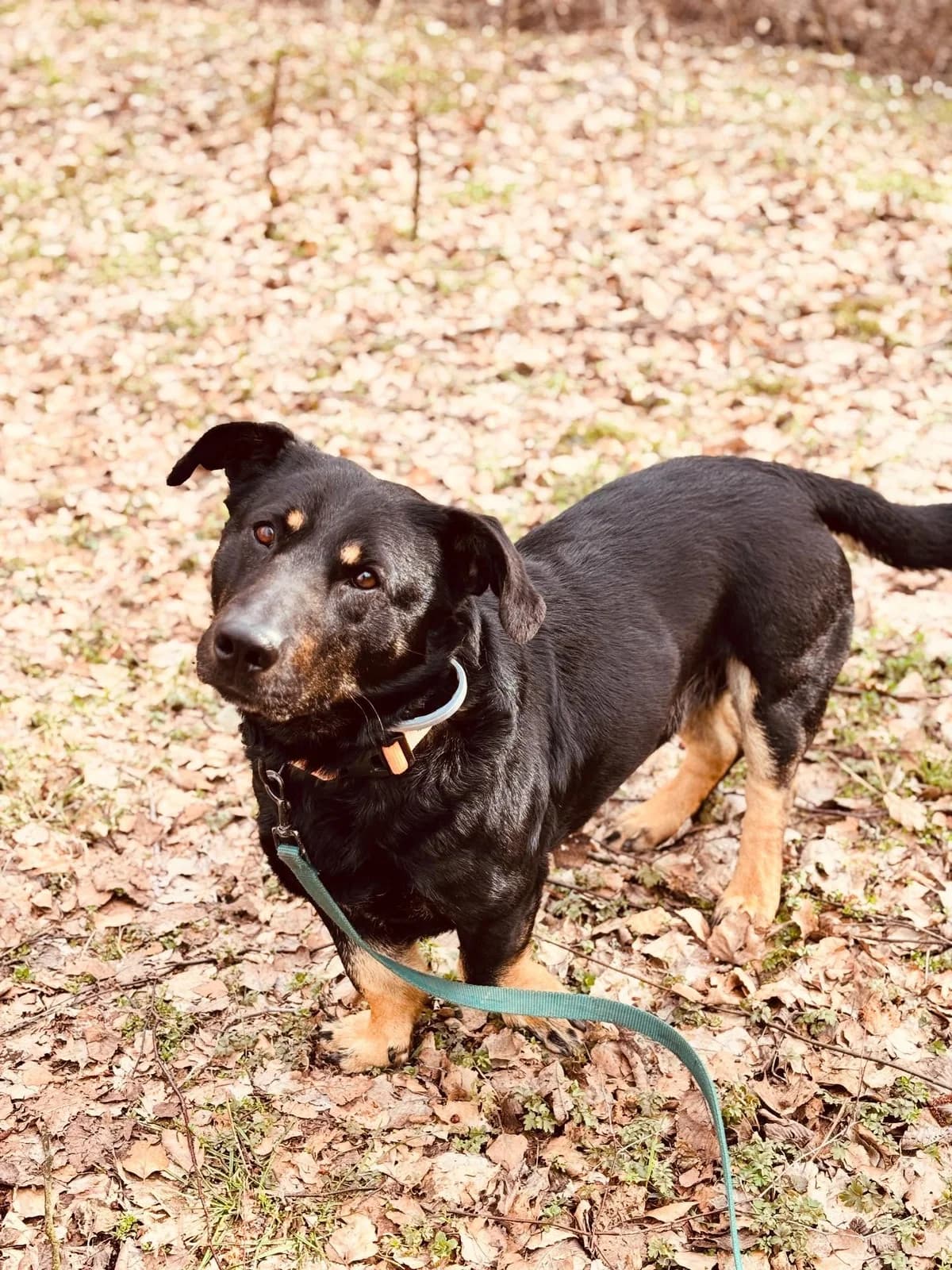 Odyn, 4yo Mixed Breed for adoption at Przytul Pyska — Schronisko dla Bezdomnych Zwierząt