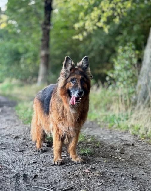 Szajba, female senior Mixed Breed for adoption at Przytul Pyska — Schronisko dla Bezdomnych Zwierząt