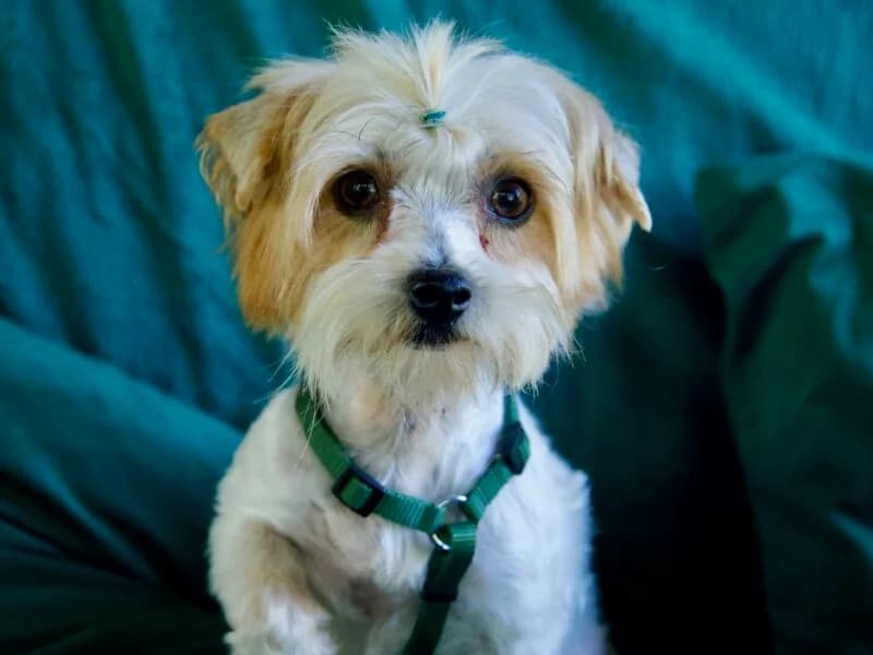 Bibi, 6yo Mixed Breed for adoption at Fundacja Azylu pod Psim Aniolem, Warszawa