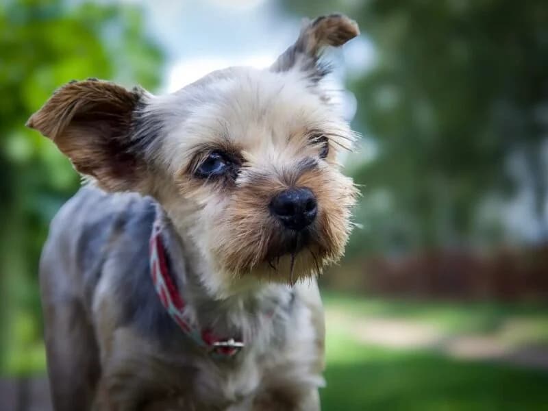 Blusia, 6yo Mixed Breed for adoption at Fundacja Azylu pod Psim Aniolem, Warszawa