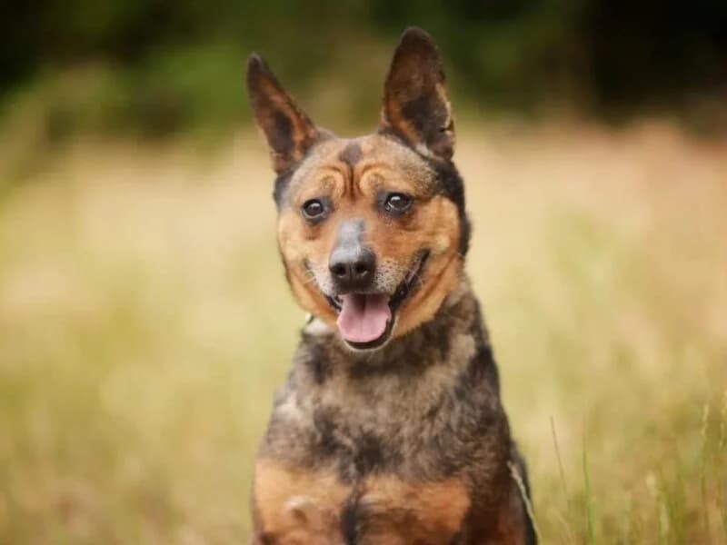 Boomer, senior Mixed Breed for adoption at Fundacja Azylu pod Psim Aniolem, Warszawa