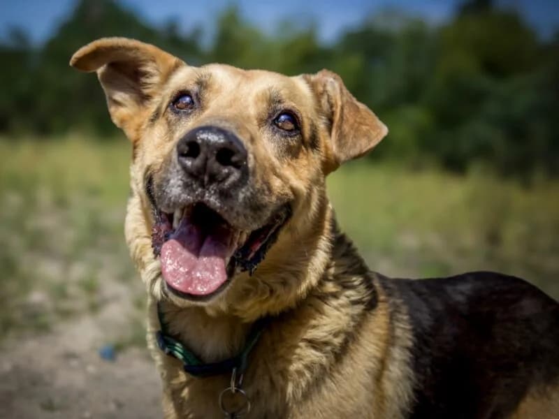 Brego, 5yo Mixed Breed for adoption at Fundacja Azylu pod Psim Aniolem, Warszawa