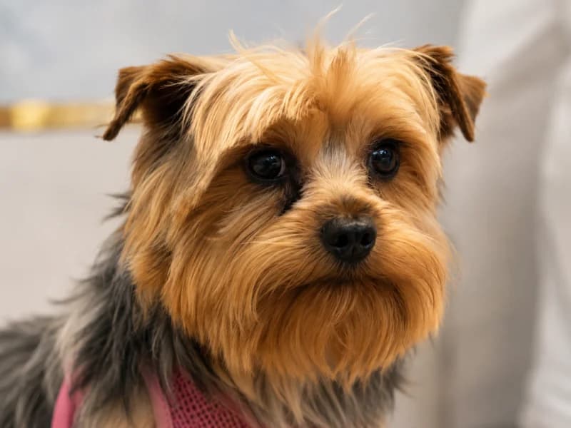 Cacko, 3yo Mixed Breed for adoption at Fundacja Azylu pod Psim Aniolem, Warszawa