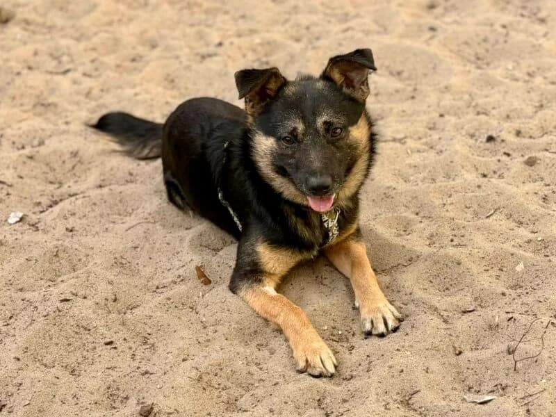 Chochlik, young Mixed Breed for adoption at Fundacja Azylu pod Psim Aniolem, Warszawa