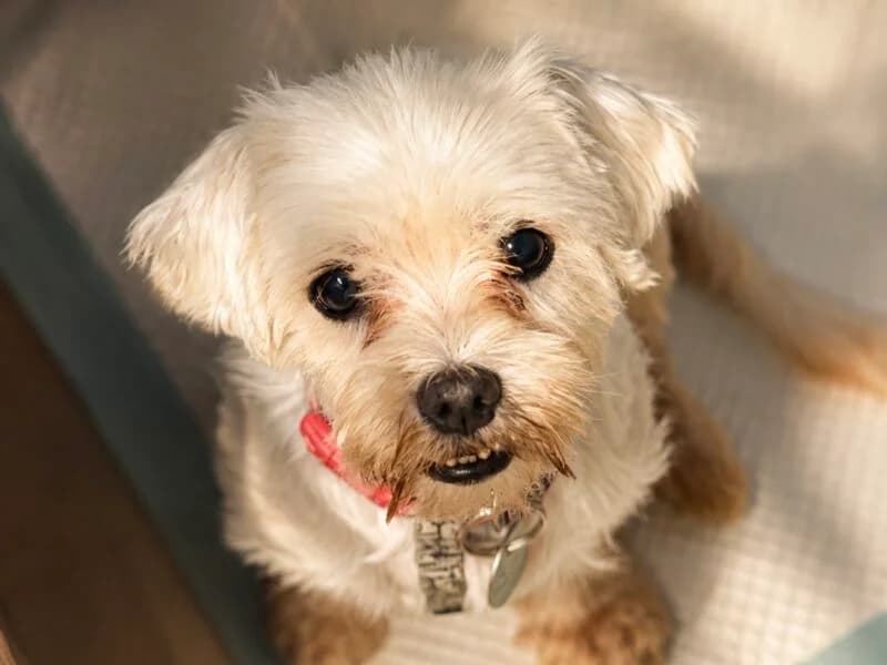 Crema, senior Mixed Breed for adoption at Fundacja Azylu pod Psim Aniolem, Warszawa