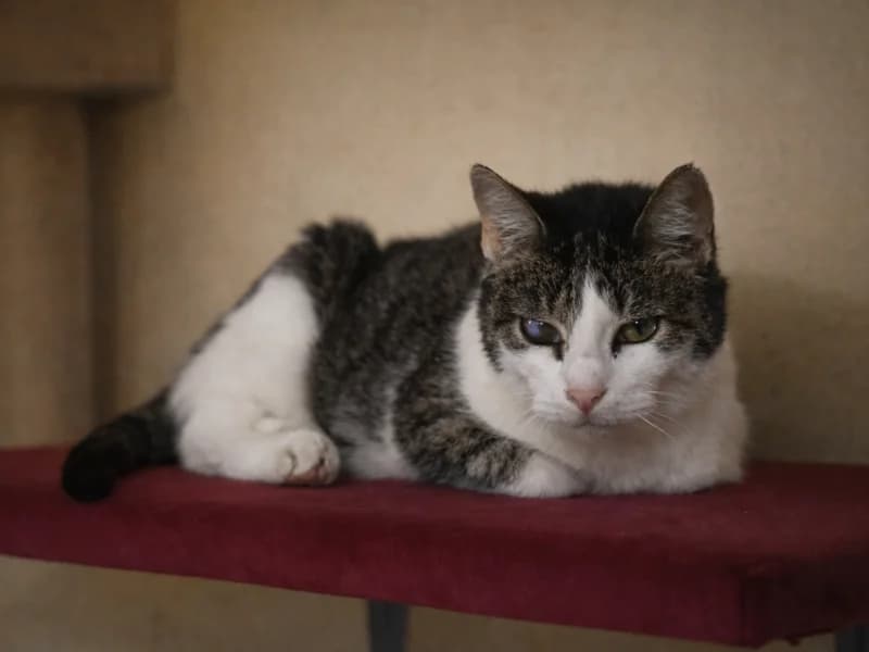 Dzika, senior Mixed Breed for adoption at Fundacja Azylu pod Psim Aniolem, Warszawa