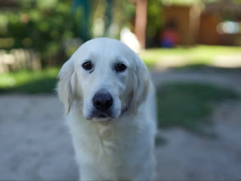 Erba, 3yo Mixed Breed for adoption at Fundacja Azylu pod Psim Aniolem, Warszawa