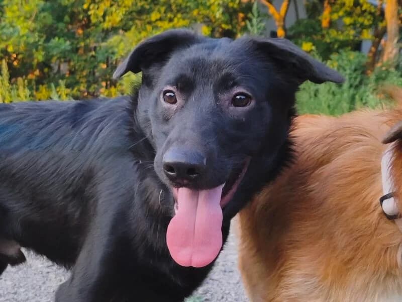 Echo, puppy Mixed Breed for adoption at Fundacja Azylu pod Psim Aniolem, Warszawa