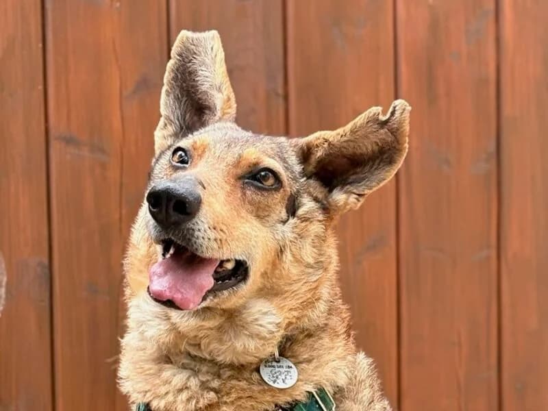 Ellen, senior Mixed Breed for adoption at Fundacja Azylu pod Psim Aniolem, Warszawa