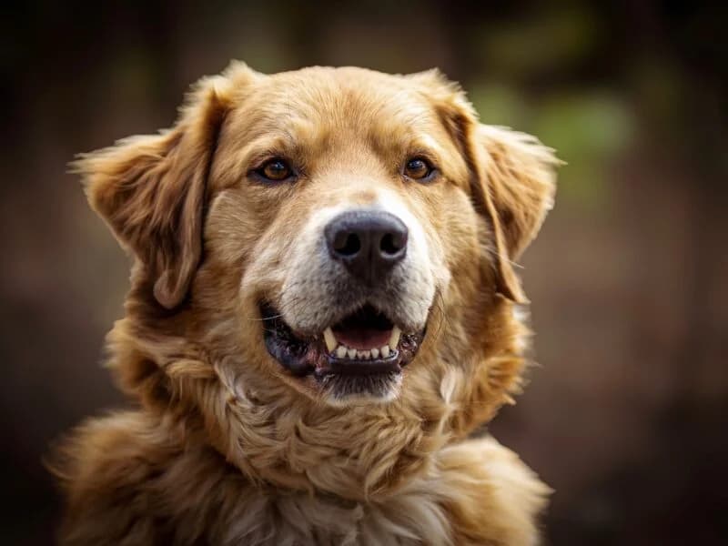 Frodo, 5yo Mixed Breed for adoption at Fundacja Azylu pod Psim Aniolem, Warszawa
