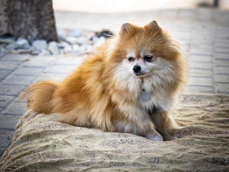 Frotka, 6yo Mixed Breed for adoption at Fundacja Azylu pod Psim Aniolem, Warszawa