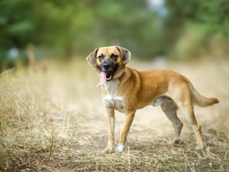 Gaspar, 3yo Mixed Breed for adoption at Fundacja Azylu pod Psim Aniolem, Warszawa