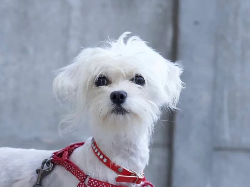 Hopsia, young Mixed Breed for adoption at Fundacja Azylu pod Psim Aniolem, Warszawa