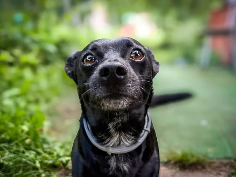 Kajtek, 7yo Mixed Breed for adoption at Fundacja Azylu pod Psim Aniolem, Warszawa