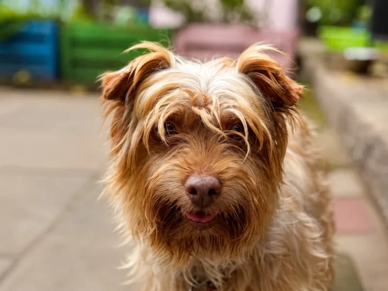 Matcha, 7yo Mixed Breed for adoption at Fundacja Azylu pod Psim Aniolem, Warszawa