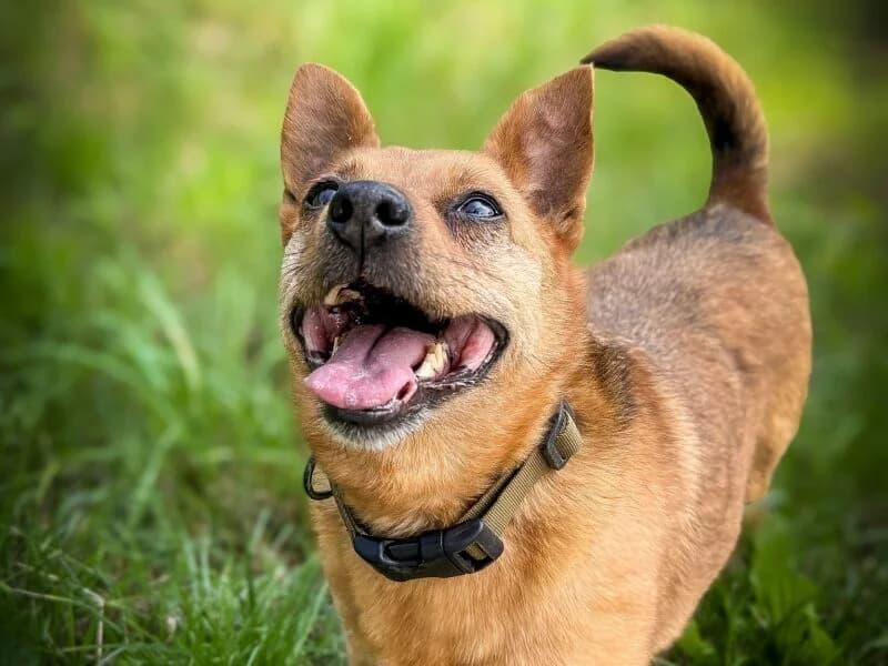 Mika, senior Mixed Breed for adoption at Fundacja Azylu pod Psim Aniolem, Warszawa