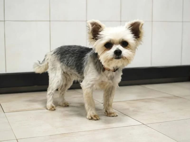 Miodka, 6yo Mixed Breed for adoption at Fundacja Azylu pod Psim Aniolem, Warszawa
