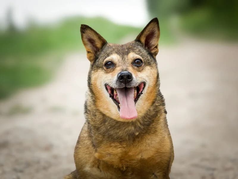 Nerja, senior Mixed Breed for adoption at Fundacja Azylu pod Psim Aniolem, Warszawa