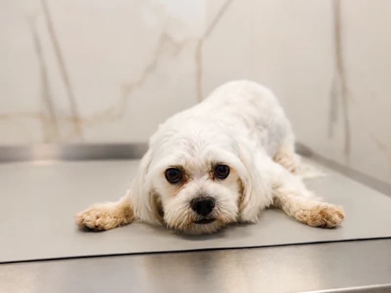 Neuron, young Mixed Breed for adoption at Fundacja Azylu pod Psim Aniolem, Warszawa