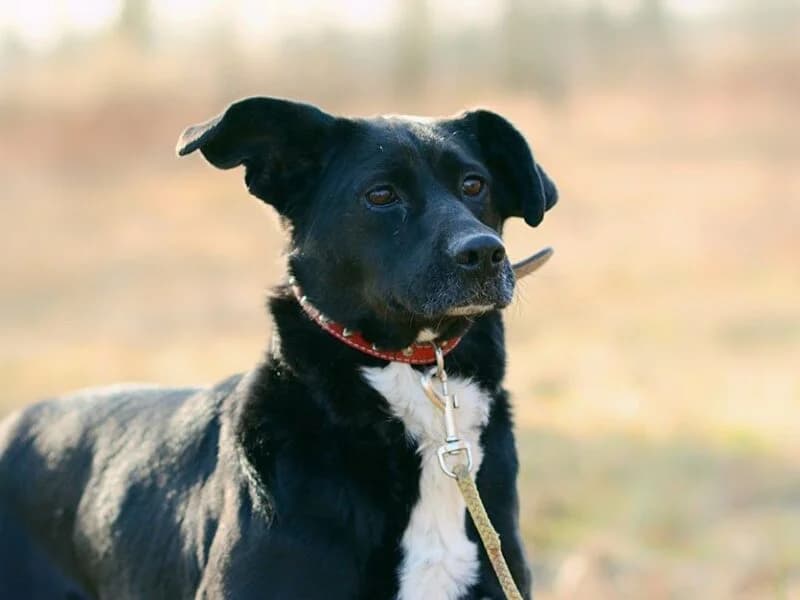 Ona/Trufla, senior Mixed Breed for adoption at Fundacja Azylu pod Psim Aniolem, Warszawa
