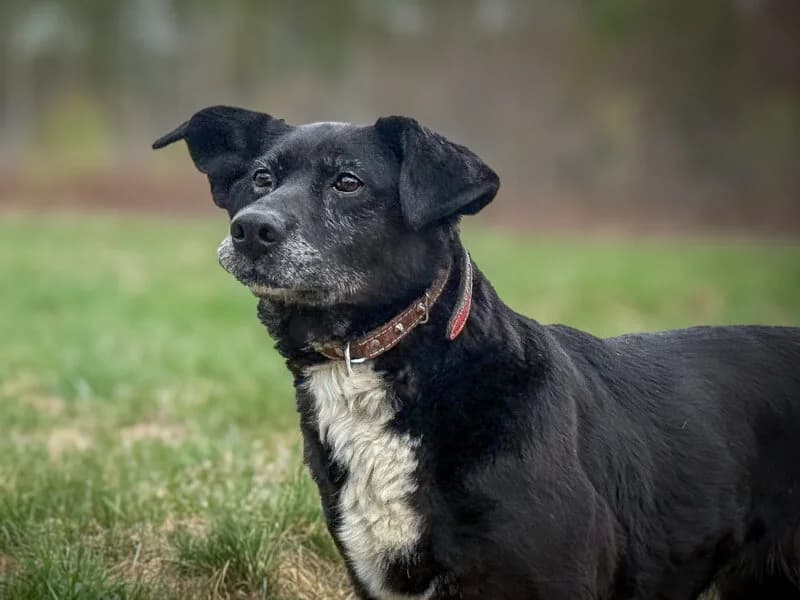 Ona/Trufla, senior Mixed Breed for adoption at Fundacja Azylu pod Psim Aniolem, Warszawa