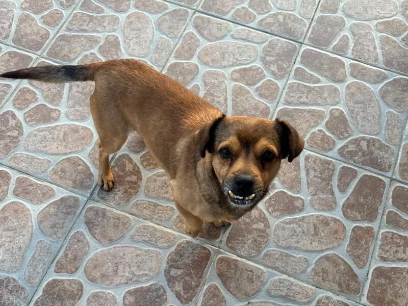Piesio, senior Mixed Breed for adoption at Fundacja Azylu pod Psim Aniolem, Warszawa