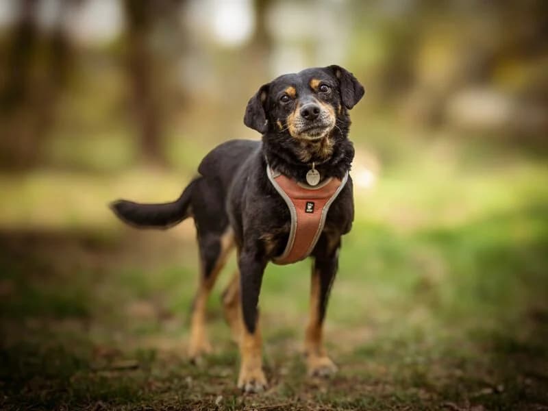 Rami, senior Mixed Breed for adoption at Fundacja Azylu pod Psim Aniolem, Warszawa