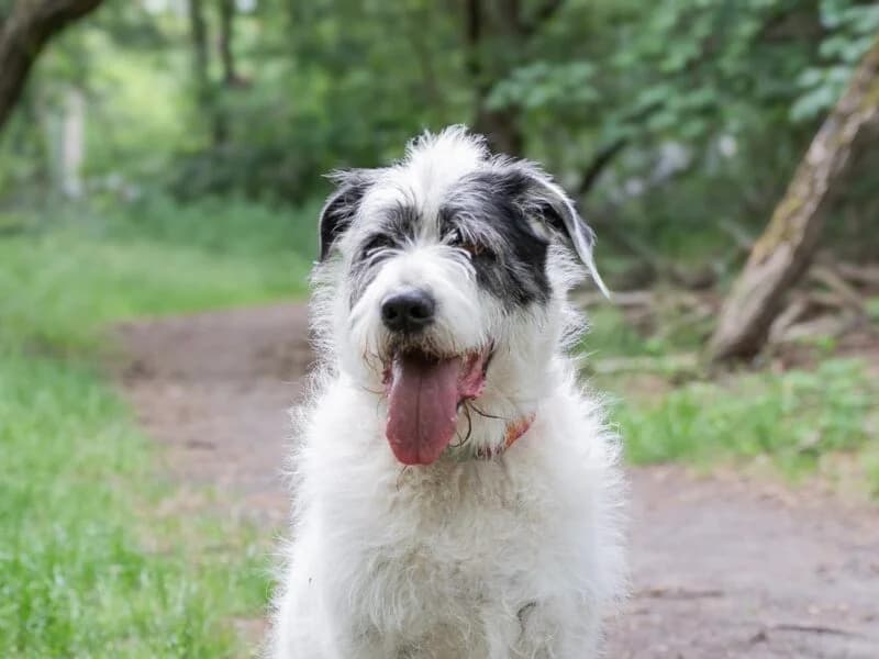 Reks, senior Mixed Breed for adoption at Fundacja Azylu pod Psim Aniolem, Warszawa
