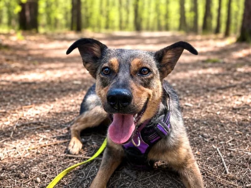 Rina, young Mixed Breed for adoption at Fundacja Azylu pod Psim Aniolem, Warszawa
