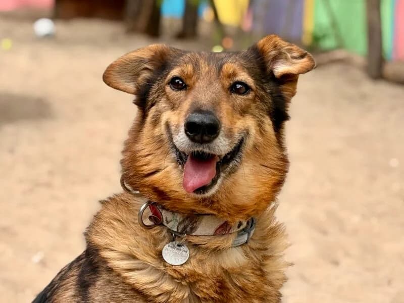 Ripley, senior Mixed Breed for adoption at Fundacja Azylu pod Psim Aniolem, Warszawa