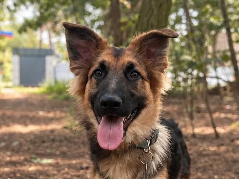 Runo, puppy Mixed Breed for adoption at Fundacja Azylu pod Psim Aniolem, Warszawa