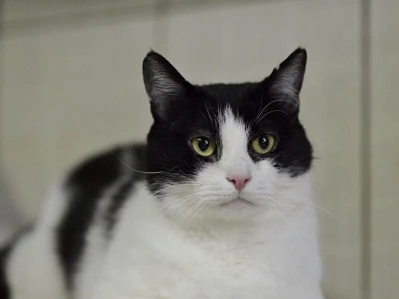 Serdelka, senior Mixed Breed for adoption at Fundacja Azylu pod Psim Aniolem, Warszawa