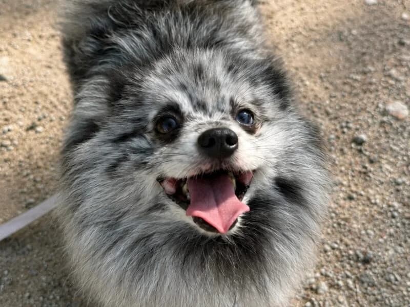 Silver, 4yo Mixed Breed for adoption at Fundacja Azylu pod Psim Aniolem, Warszawa