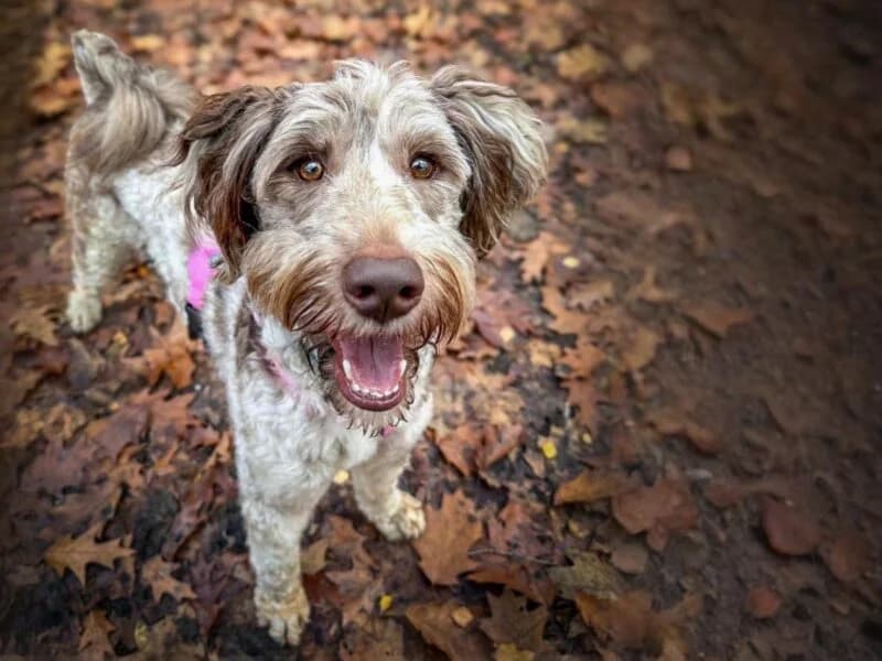 Smokey, young Mixed Breed for adoption at Fundacja Azylu pod Psim Aniolem, Warszawa