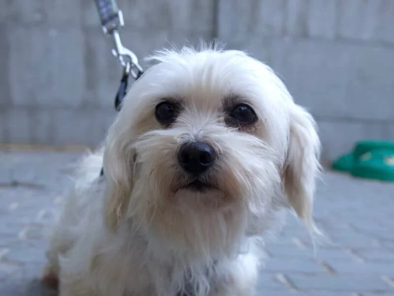 Soda, 4yo Mixed Breed for adoption at Fundacja Azylu pod Psim Aniolem, Warszawa